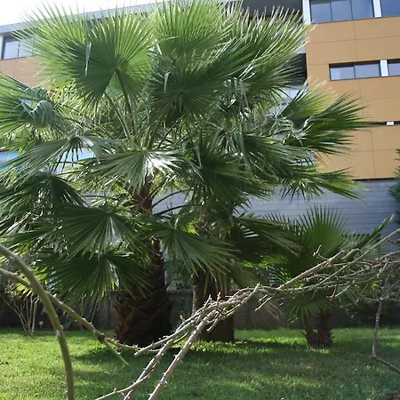 アパート Peaceful フンシャル